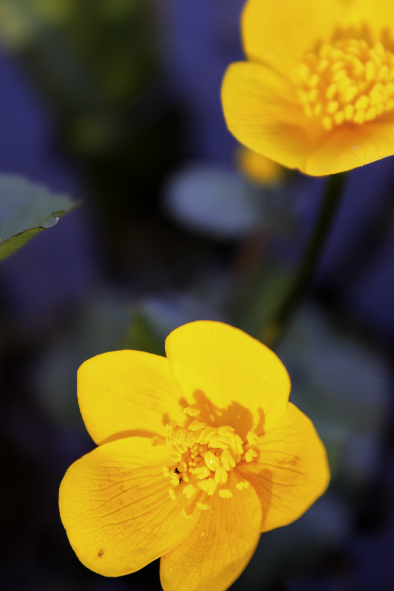 Yellow pond flowers